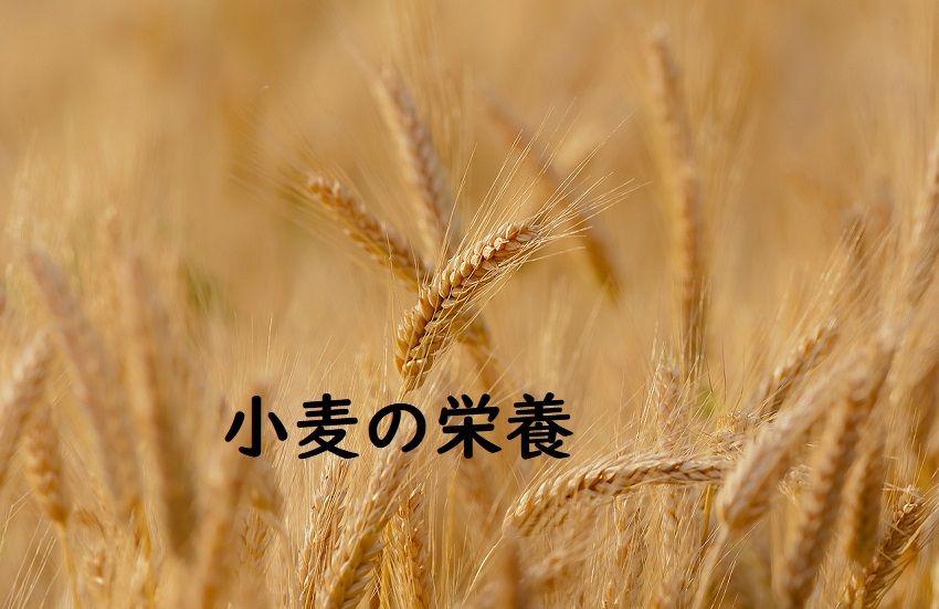 小麦の栄養タイトル